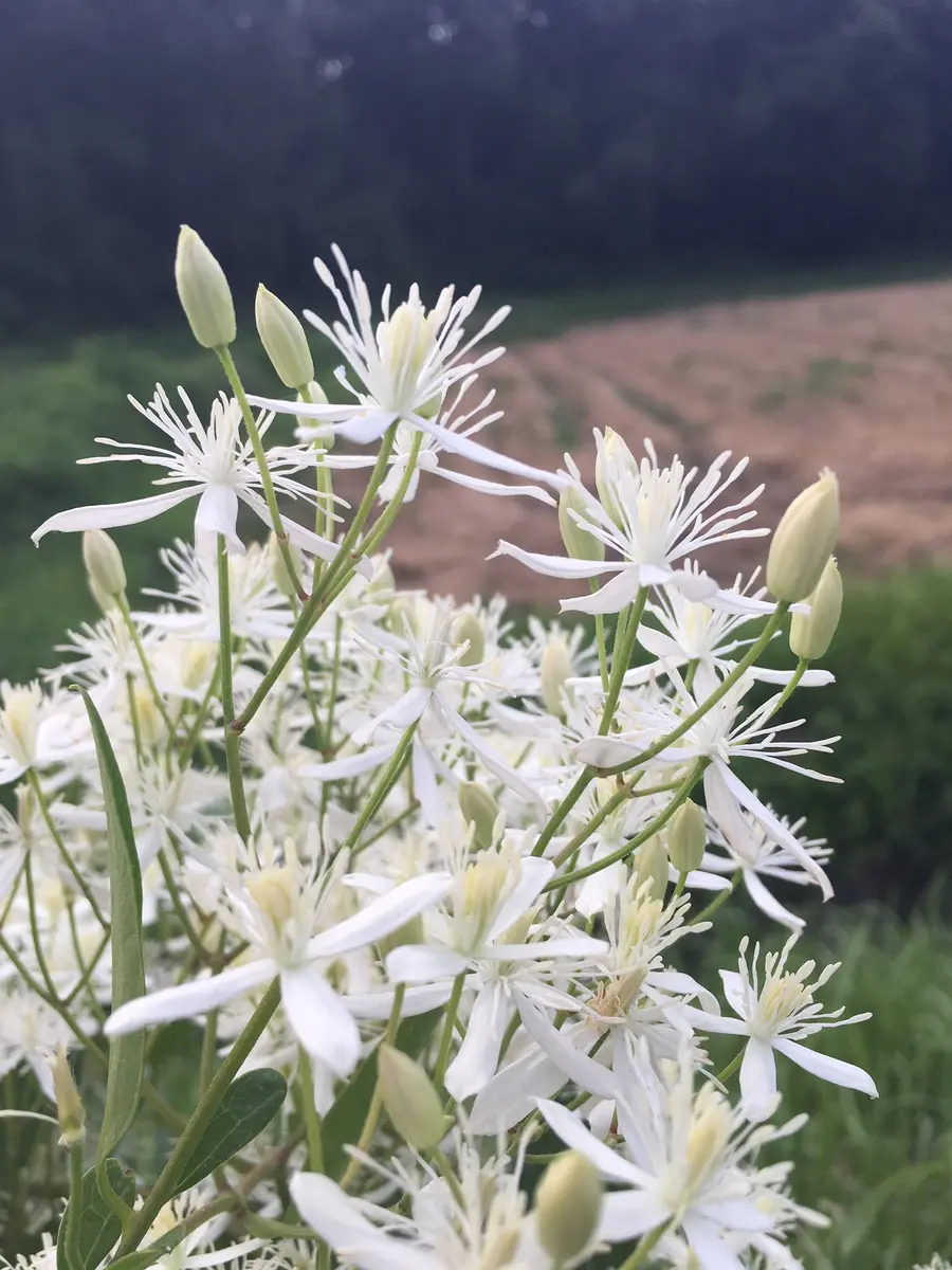 センニンソウ他 野の花 ご確認用