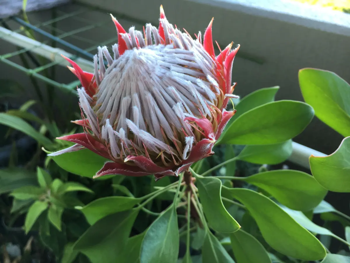 プロテアの開花｜園芸日記bymaririn｜みんなの趣味の園芸｜410037