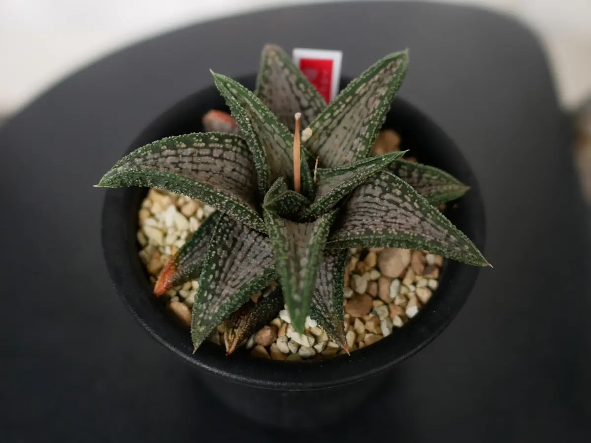 多肉植物 ハオルチア 悲しく 竜鱗錦 大株