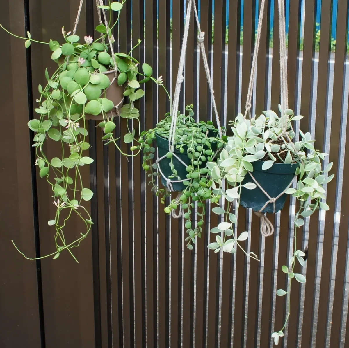 706 ＊ Dischidia ＊ ディスキディア ＊ヒルスタ ＊お花いっぱい 0423 Dischidia hirusta ディスキディア ヒルスタ お花いっぱい