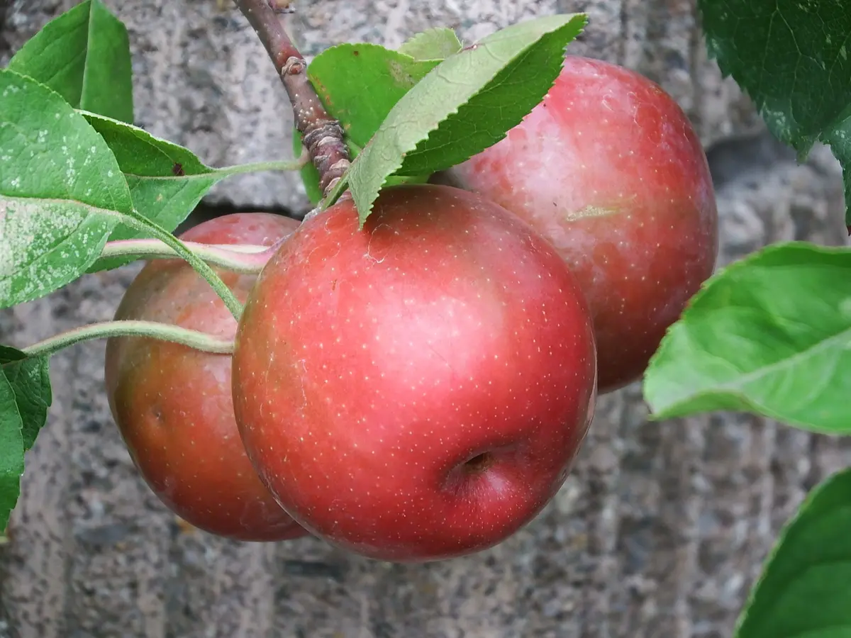 これって紅深山カイドウの果実！？｜園芸日記byともさく｜みんなの趣味