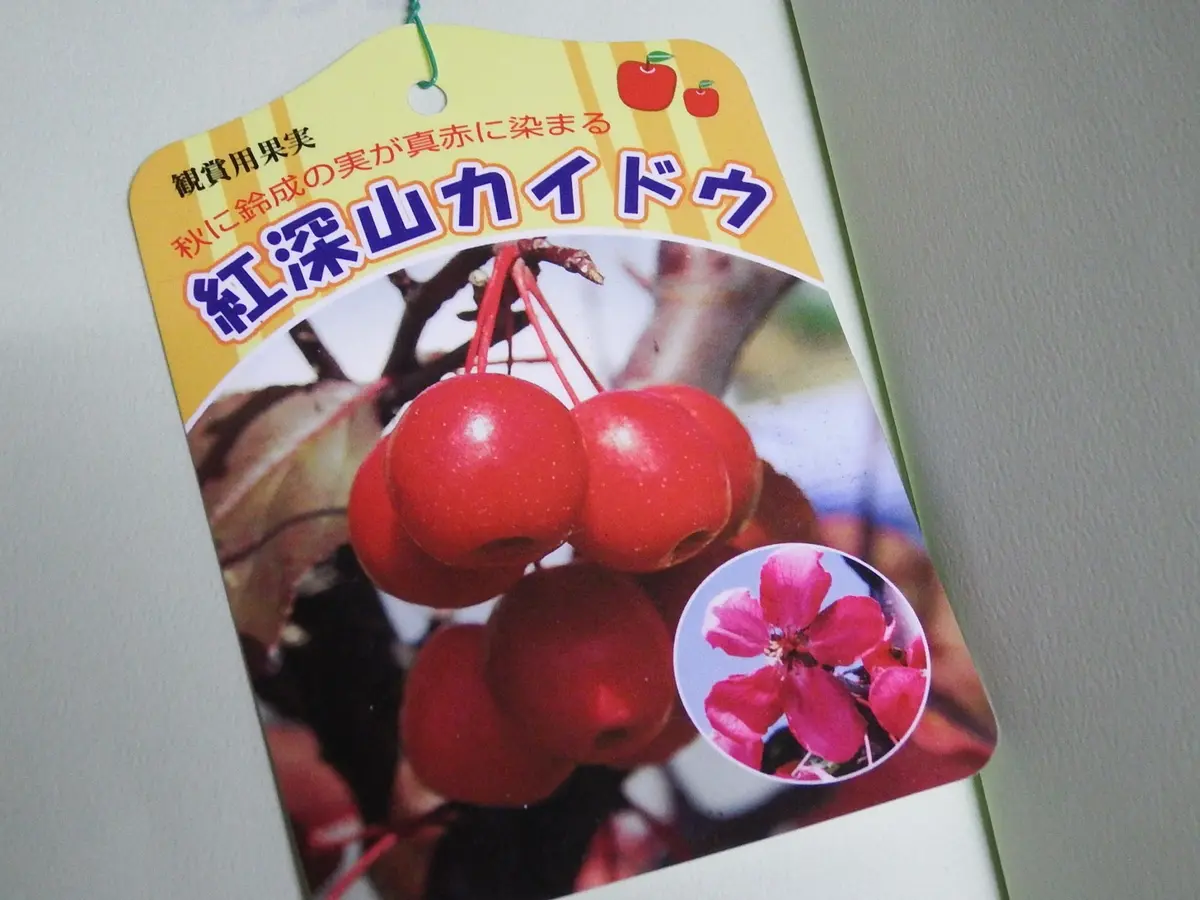 これって紅深山カイドウの果実！？｜園芸日記byともさく｜みんなの趣味