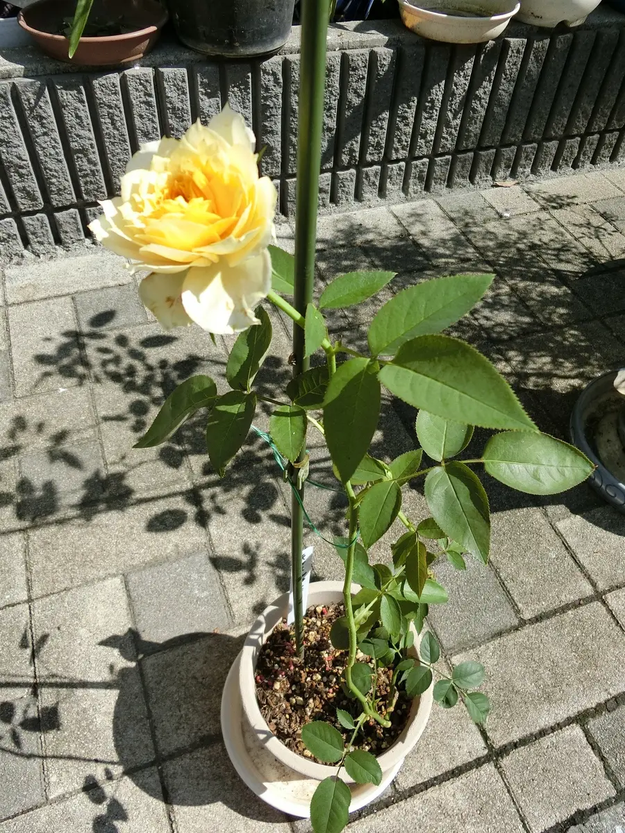 挿し木の子が咲きました｜園芸日記byローズマリー｜みんなの趣味の園芸 