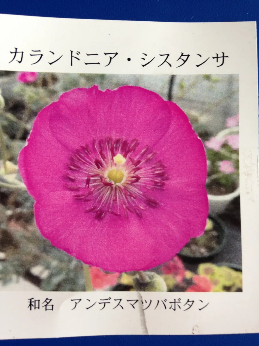 アンデスマツバボタン アンデスマツバボタン - 植物のこととかを考える