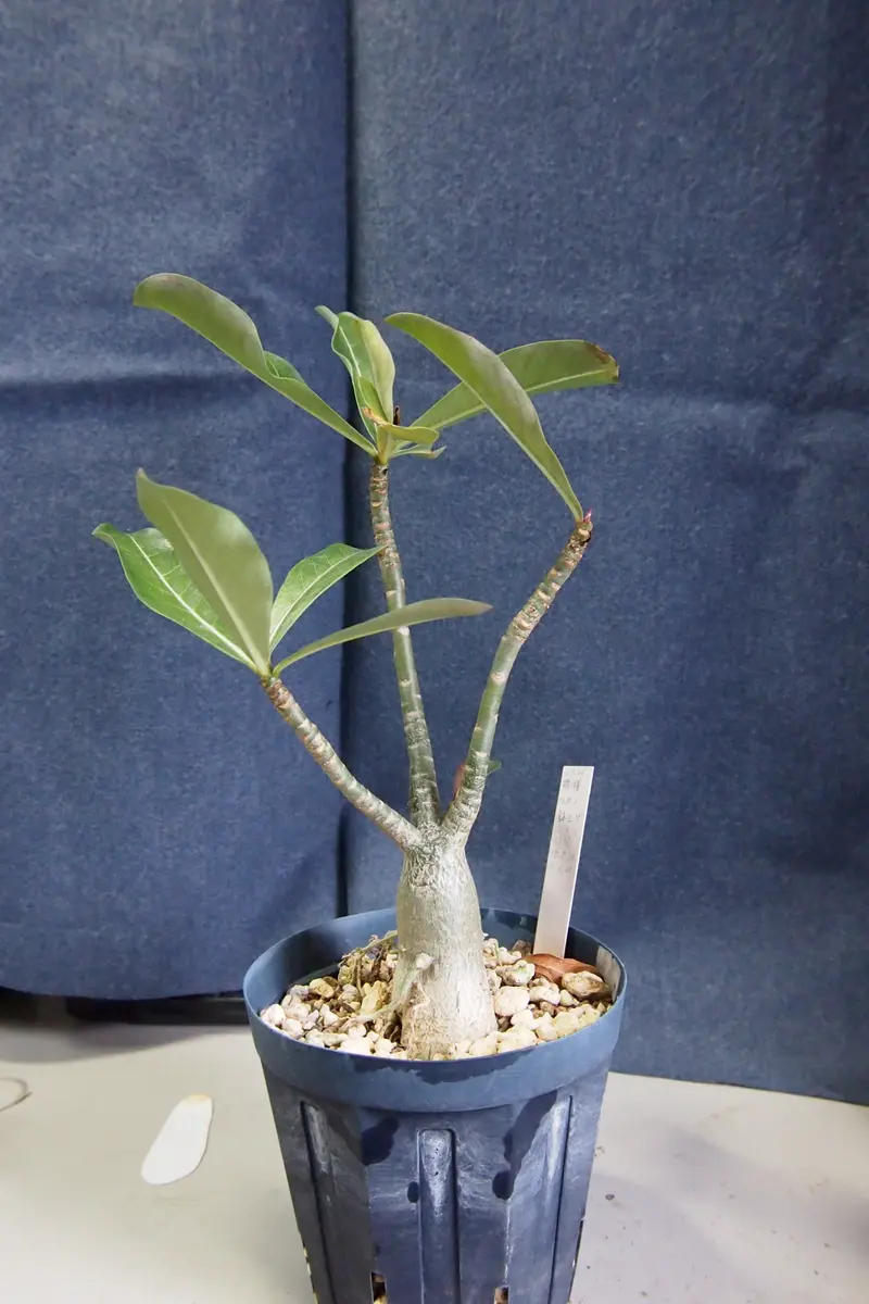 アデニウムの接木その1｜園芸日記by種蒔き病人｜みんなの趣味の園芸