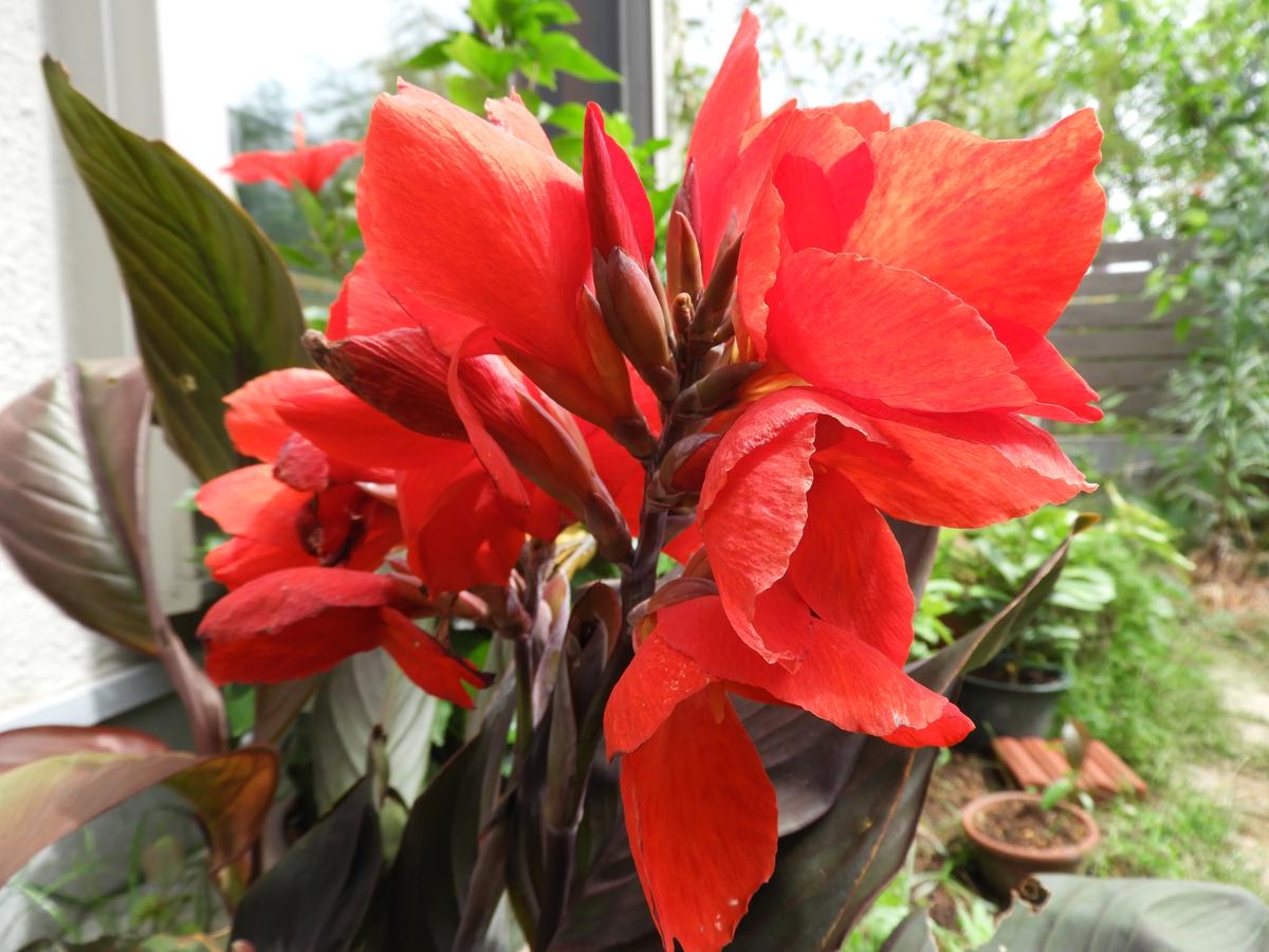 カンナ、アメリカフヨウ、花桃｜園芸日記byくく｜みんなの趣味の園芸 