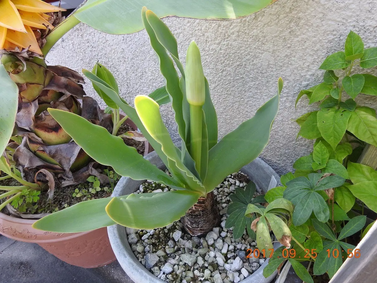 ブルンスビギア（Brunsvigia）｜園芸日記bykenchan21｜みんなの趣味の