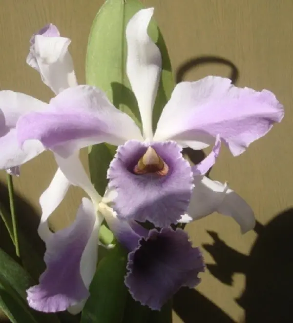 青い秋｜園芸日記byじゅんいち｜みんなの趣味の園芸｜414028