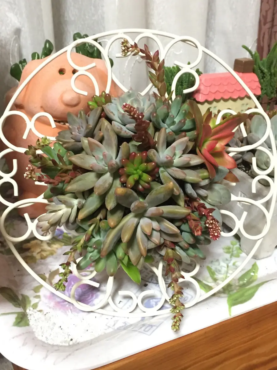 多肉の寄せ植え箱庭風｜園芸日記byKINGまま｜みんなの趣味の園芸｜414298