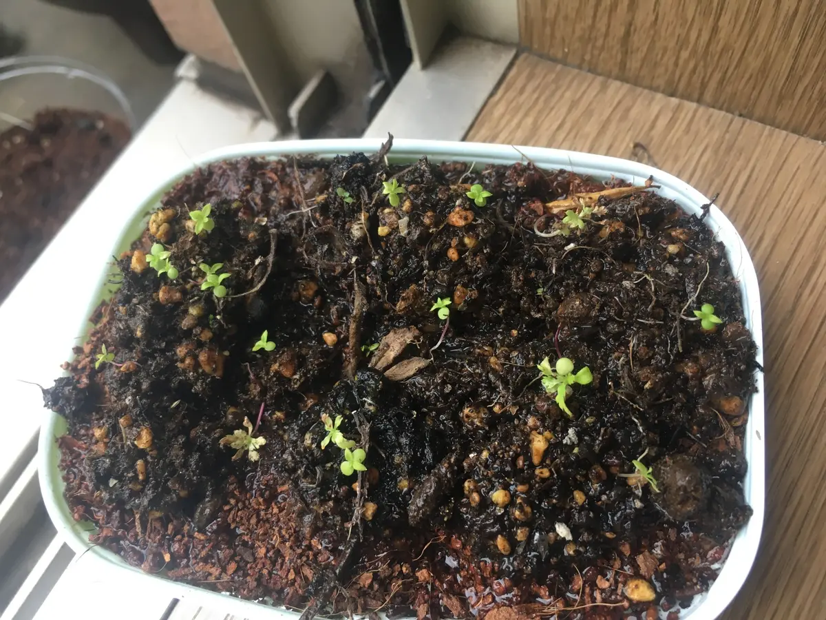 こぼれ種っこ救済｜園芸日記byumauo227｜みんなの趣味の園芸｜414447