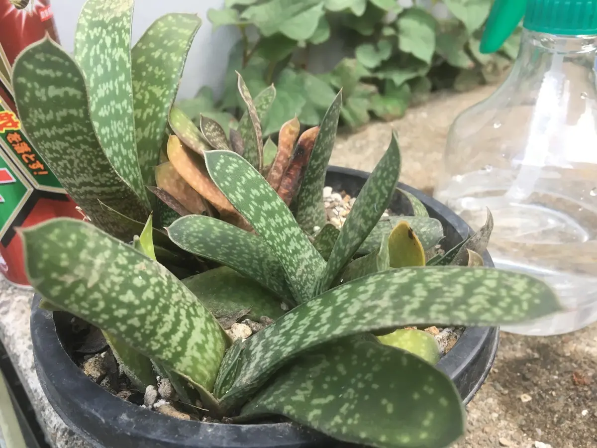 img_cache_d_414974_1_150675776