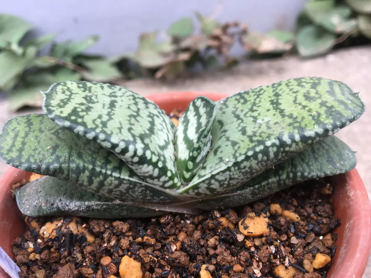 秋の植え替え】ガステリアはダメ？｜園芸日記by湯島臥牛｜みんなの趣味