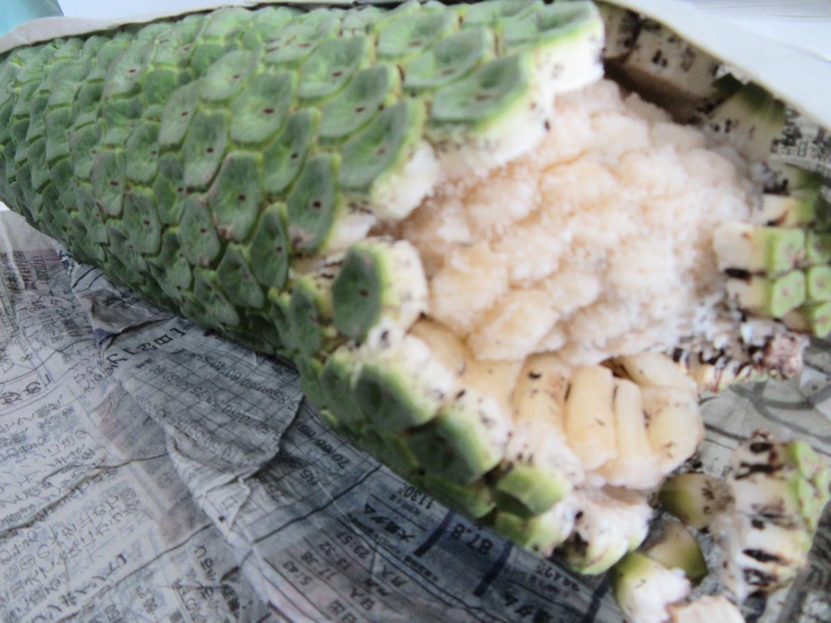 ホウライショウを食べてみたよ｜園芸日記by豊橋総合動植物公園 