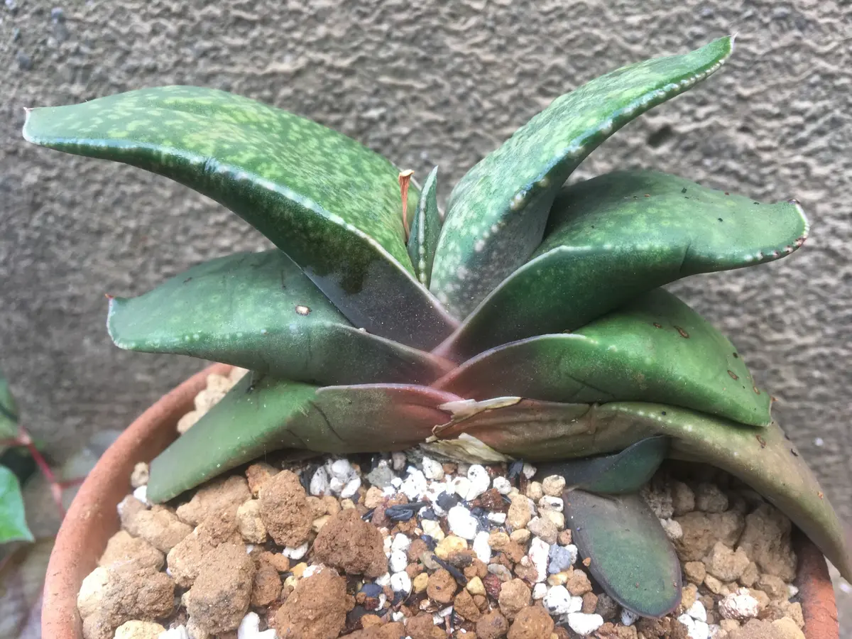 秋の植え替え【ガステリア・ピランシー】｜園芸日記by湯島臥牛