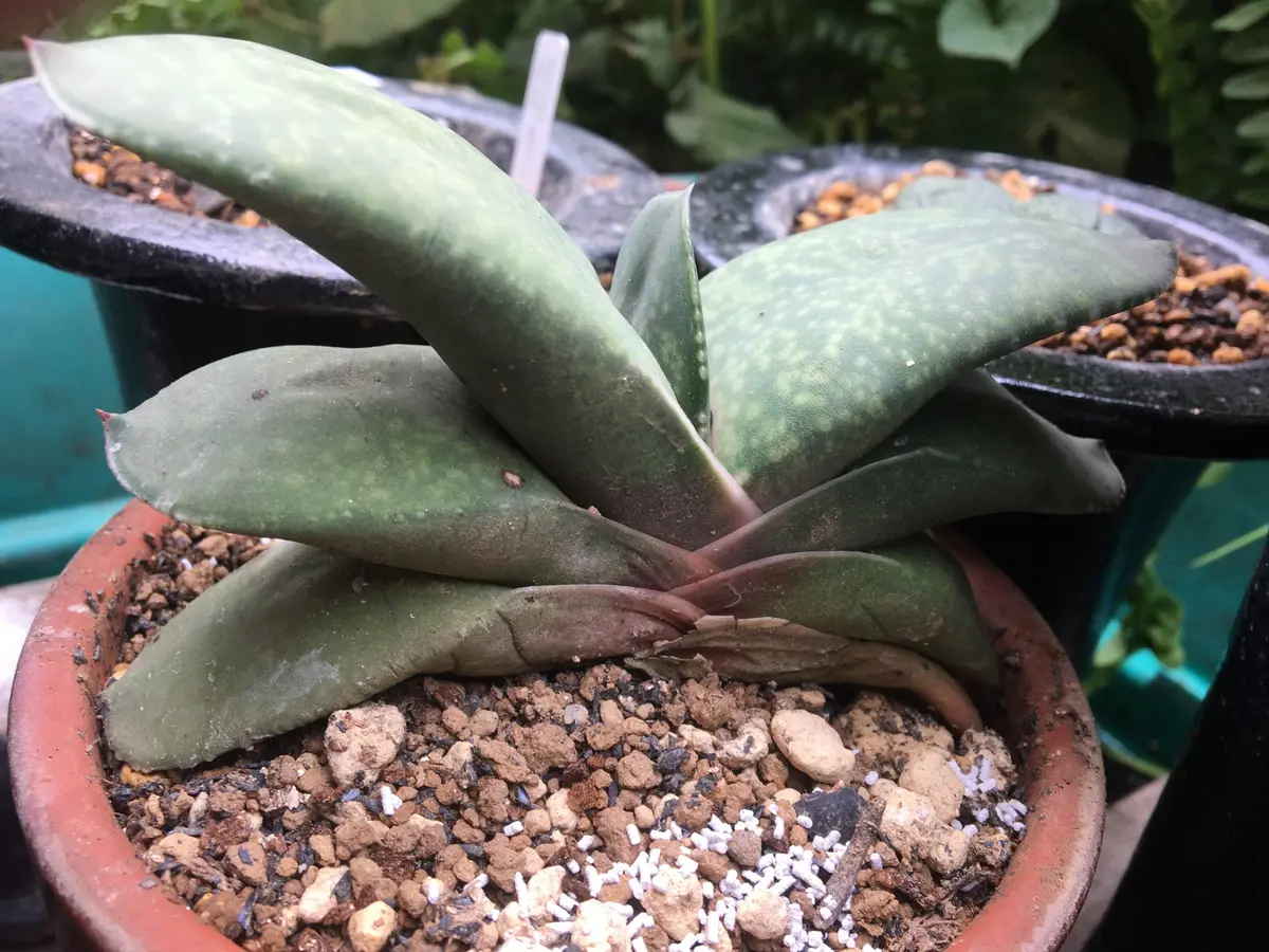 秋の植え替え【ガステリア・ピランシー】｜園芸日記by湯島臥牛