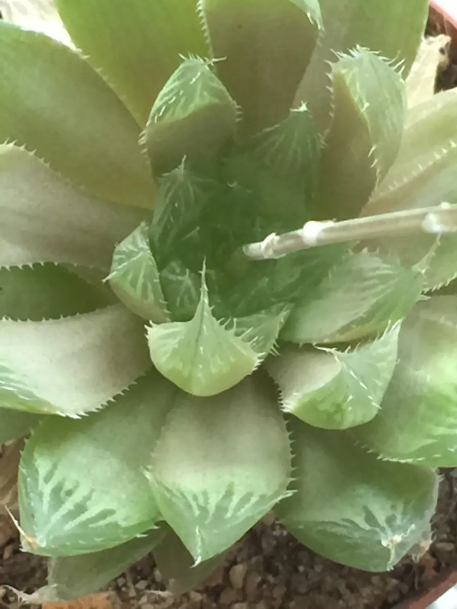 ハオルチア　丹雲 ハオルチア 丹雲 【公式通販】