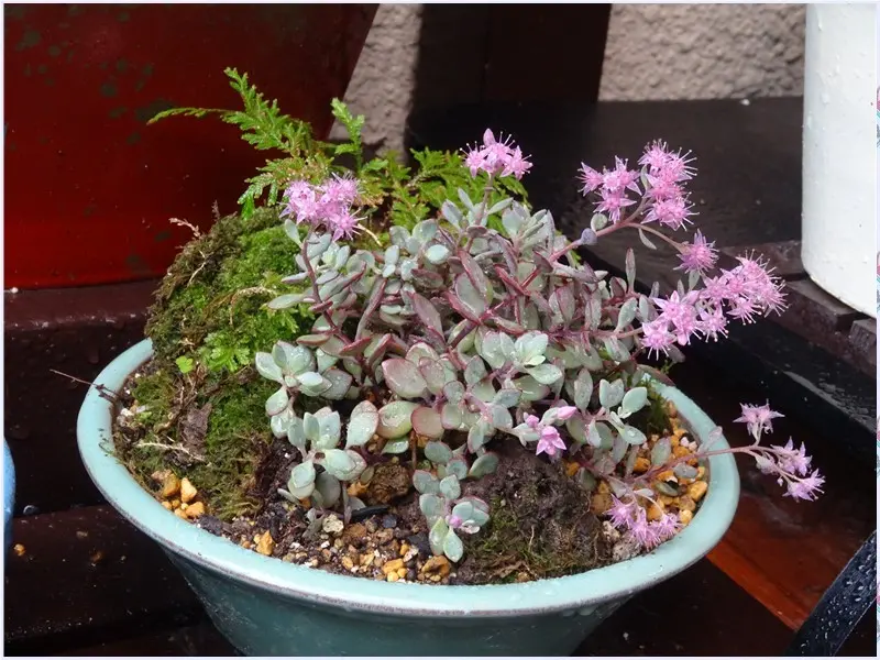 日高ミセバヤの寄せ植え｜園芸日記byロッキー｜みんなの趣味の園芸｜416290