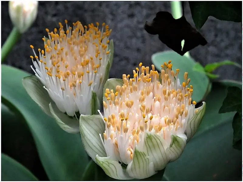 ふでまゆページ マユハケオモト(ハエマンサス)の育て方】植え替えや株分けの方法