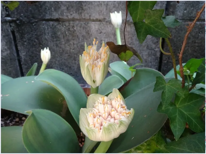 眉刷毛万年青（マユハケオモト)とは｜園芸日記byロッキー｜みんなの