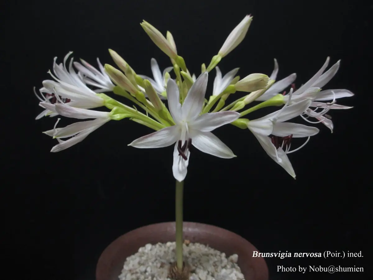 Brunsvigianervosa(旧Brunsvigiastriata)｜園芸日記byノブ｜みんなの