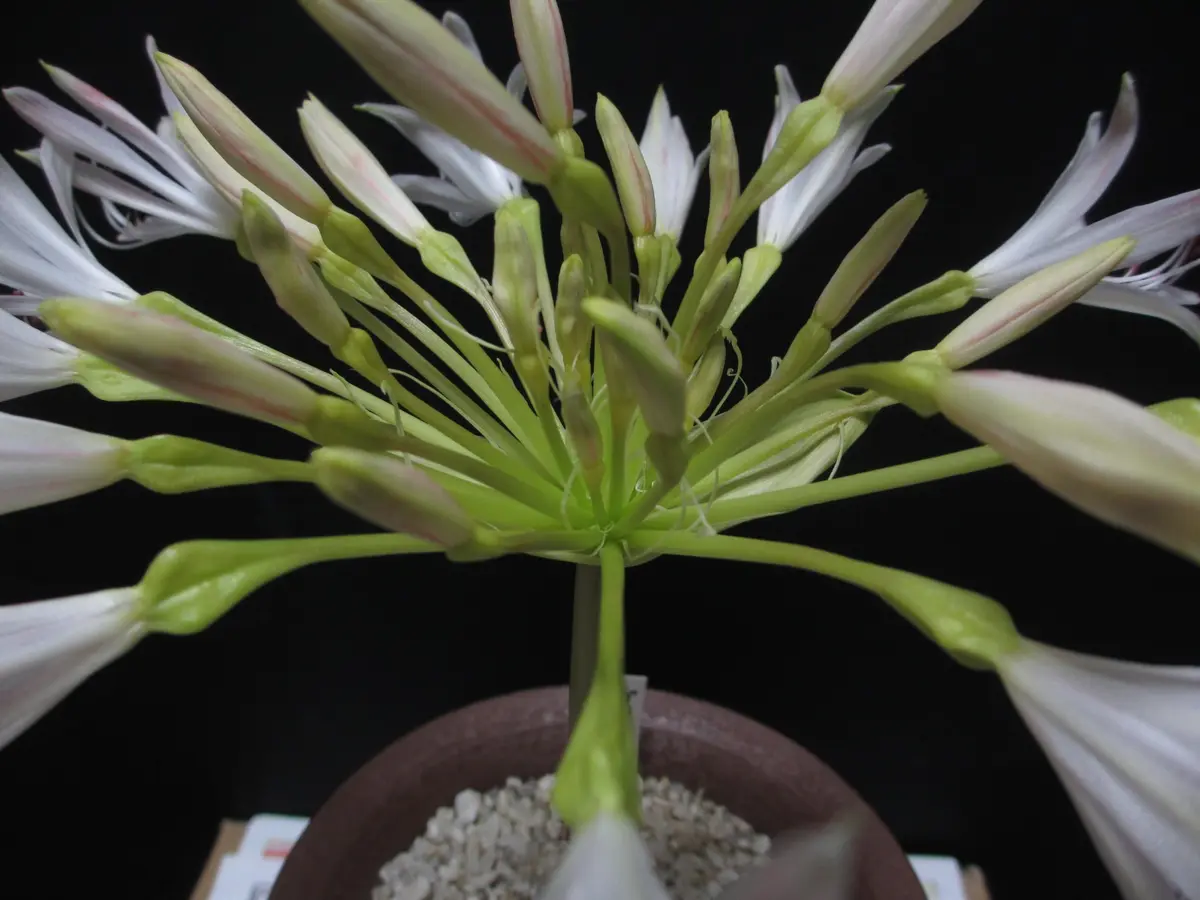 Brunsvigianervosa(旧Brunsvigiastriata)｜園芸日記byノブ｜みんなの