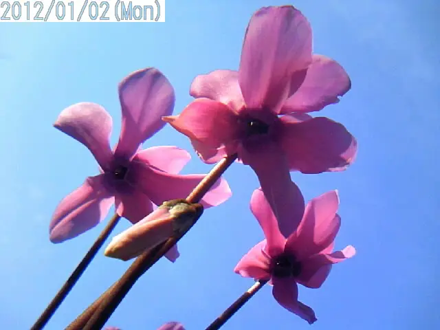 ミニシクラメン'チモ'奇形花その後2年目｜園芸日記by三河屋