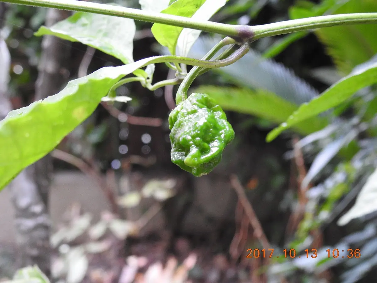 img_cache_d_418310_1_150806546