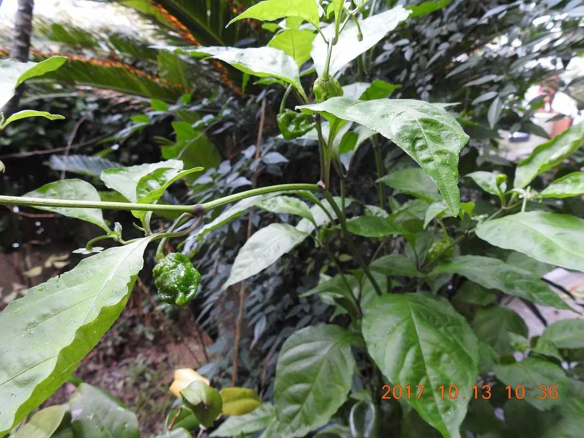 トウガラシ 苗 観葉植物 キヤロライナリーパー 激辛唐辛子、キャロライナ・リーパー｜園芸日記bykenchan21｜みんなの
