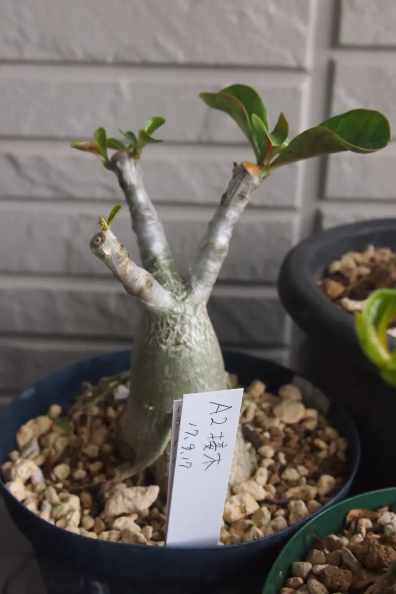 アデニウムの接木に芽が出ました｜園芸日記by種蒔き病人｜みんなの趣味 