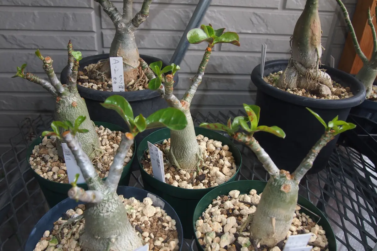 アデニウムの接木に芽が出ました｜園芸日記by種蒔き病人｜みんなの趣味 