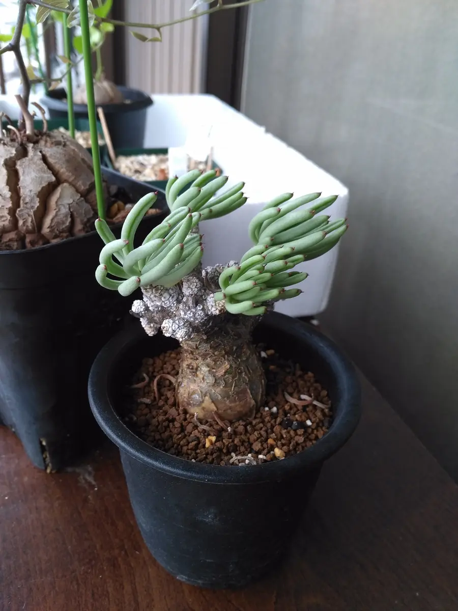 ディッキア・エステべシー 成長記録① | 植物栽培初心者のブログ