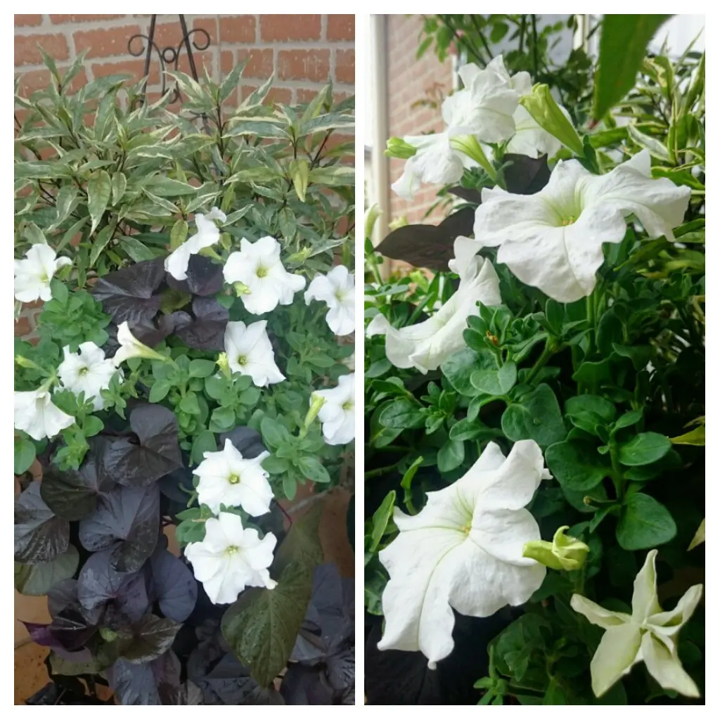 椿・朱鷺茜〜寄せ植え〜｜園芸日記by＊＊｜みんなの趣味の園芸｜418953
