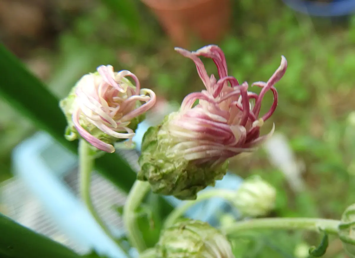 菊の蕾が色づいてきました|園芸日記byくく|みんなの趣味の園芸 菊の蕾が色づいてきました|園芸日記byくく|みんなの趣味の園芸