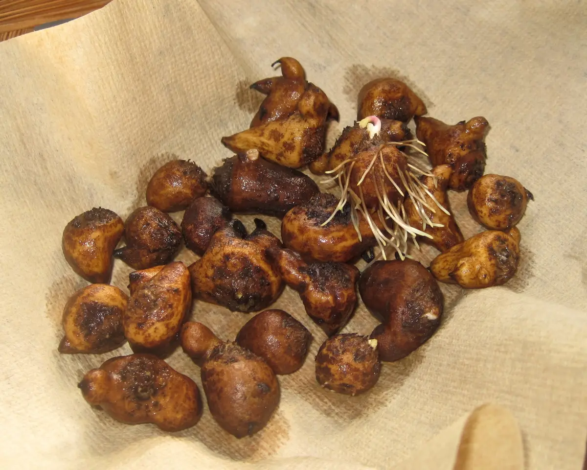 アネモネ植えました。｜園芸日記byブランカ｜みんなの趣味の園芸｜419958