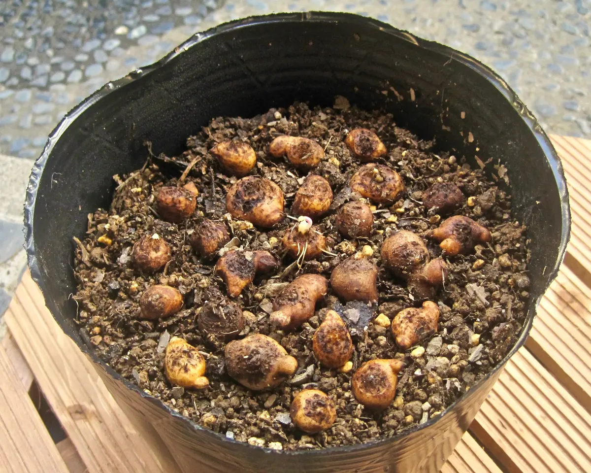 ❣️300h❣️　アネモネ 　球根 ❣️300h❣️ アネモネ 球根 球根 アネモネ」の人気商品一覧 | 安い