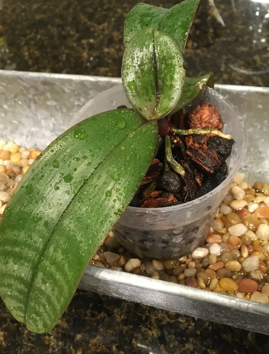 洋蘭原種 (220) 葉の綺麗な胡蝶蘭 Phal. celebensis ファレノプシス