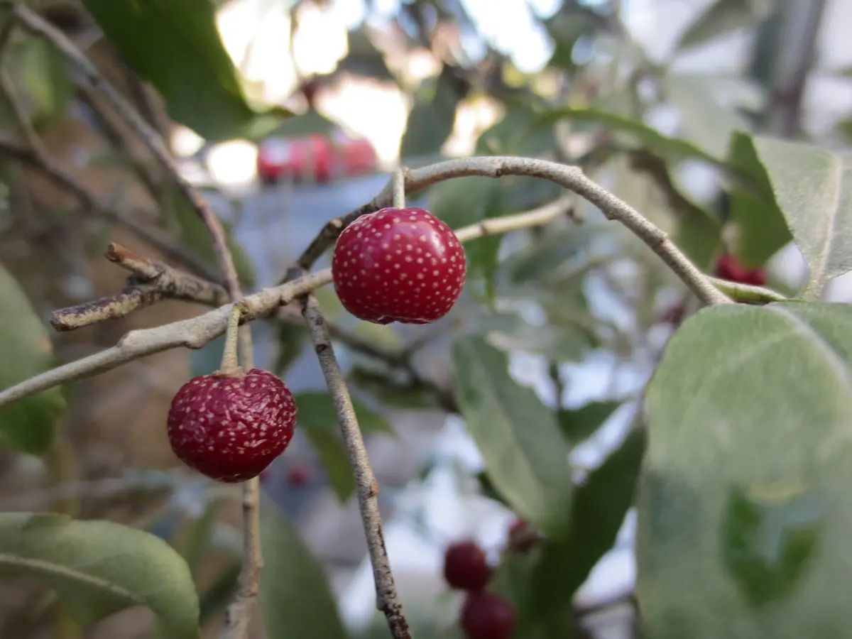 ❈ ロシアンオリーブ フレッシュ❈ 【公式通販】