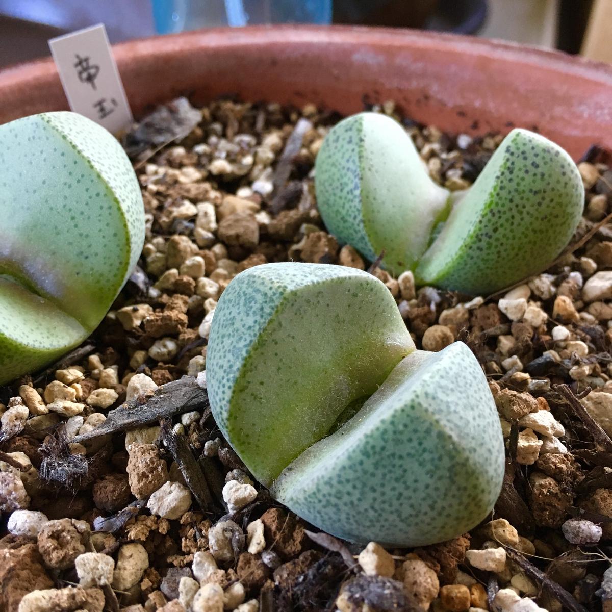 ロホセレウス福禄寿🌵｜園芸日記byいも子｜みんなの趣味の園芸｜422635