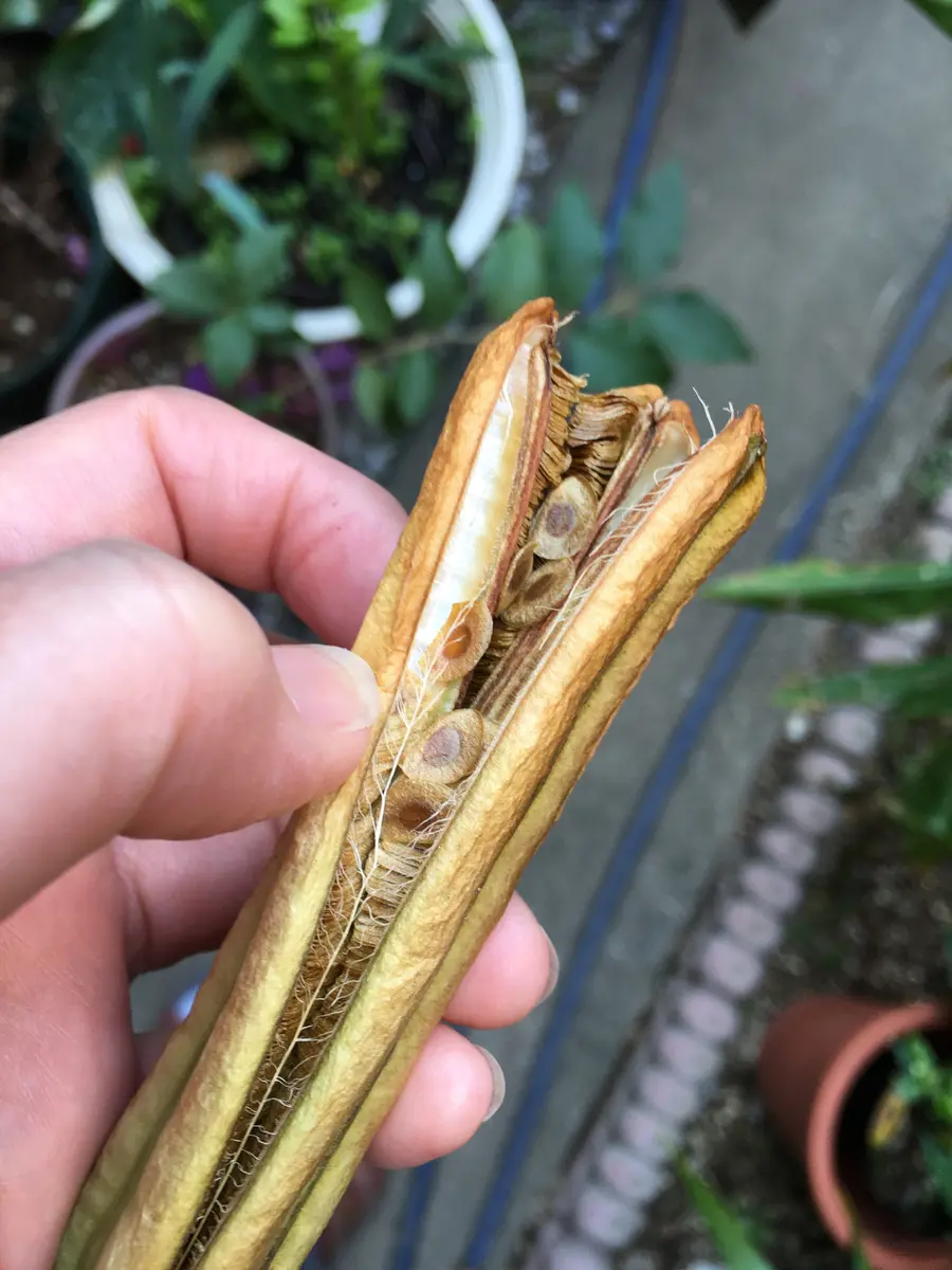 ユリの種｜園芸日記byハナハナハッピー｜みんなの趣味の園芸｜422727