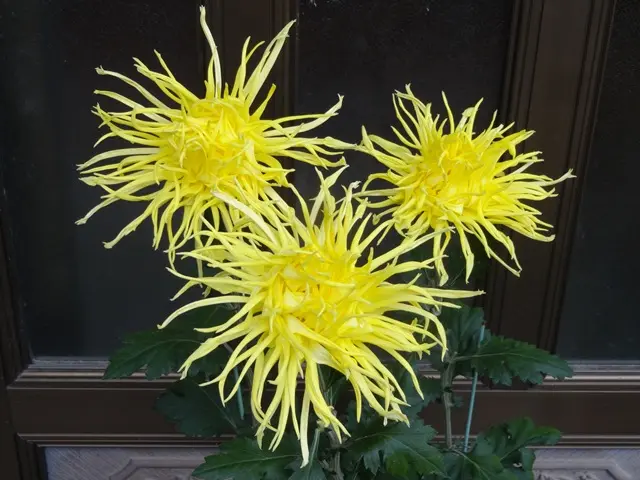 江戸菊・黄八丈｜園芸日記byこんちゃん｜みんなの趣味の園芸｜423280