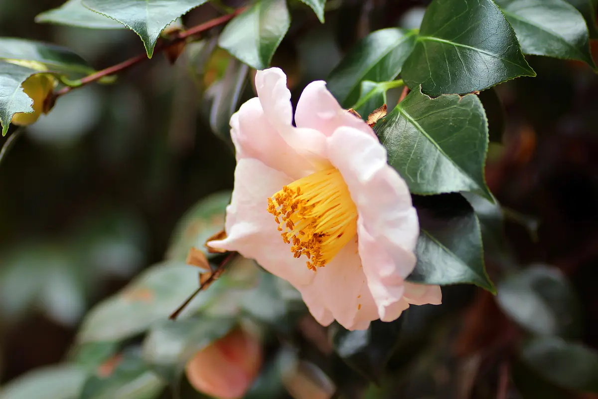 栴檀葉の菩提樹って、ご存知ですか？｜園芸日記byKite.com｜みんなの