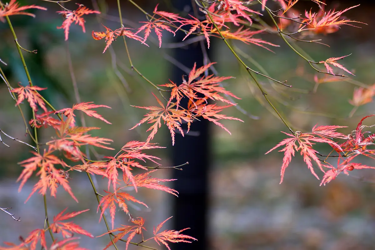 栴檀葉の菩提樹って、ご存知ですか？｜園芸日記byKite.com｜みんなの