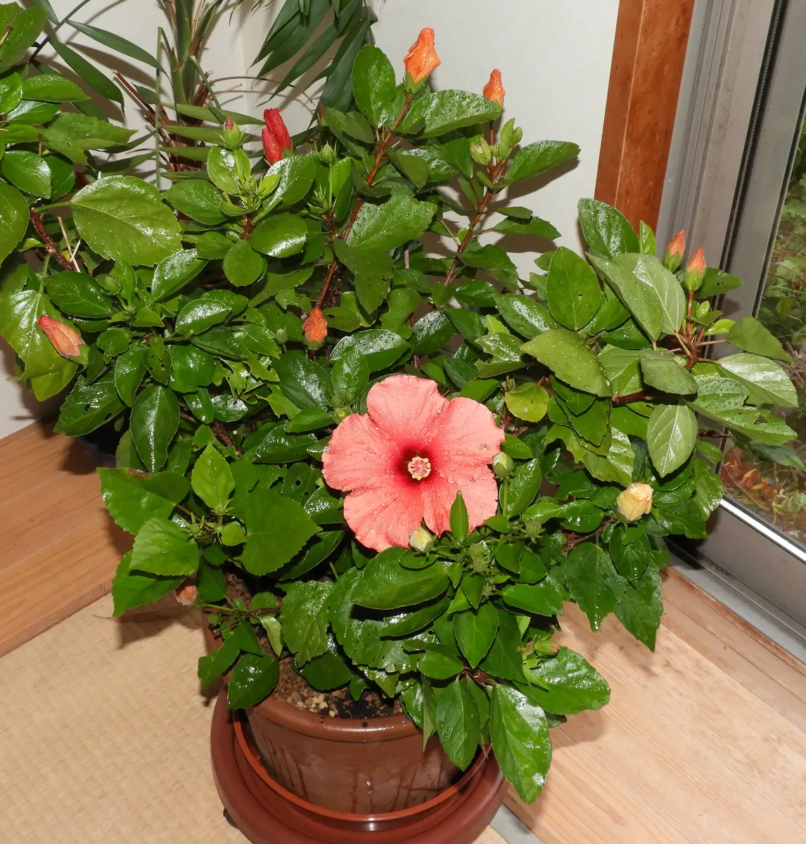 ハイビスカス様のお部屋 ハイビスカス様のお部屋 ハイビスカス – プランチュ