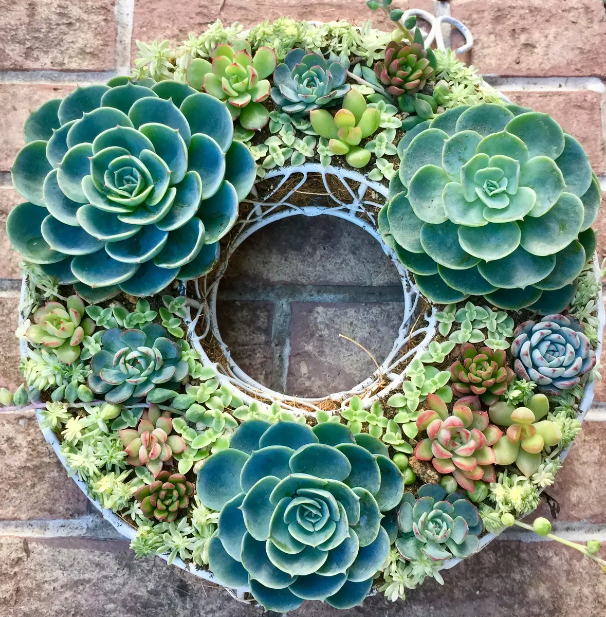 多肉植物⸜❤︎⸝‍七福神の寄せ植えセット 【公式通販】