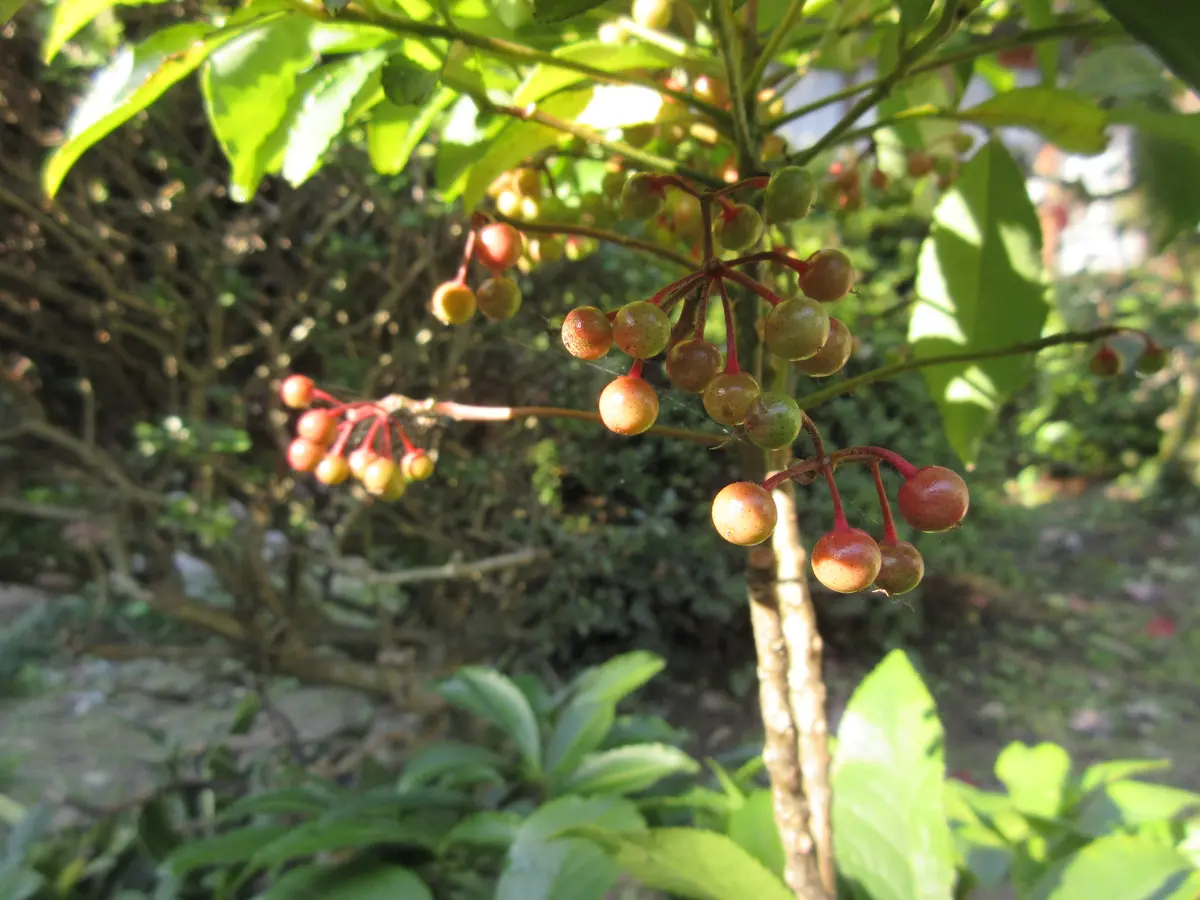 南天の実がきれいです｜園芸日記byりぼん☆｜みんなの趣味の園芸｜425369