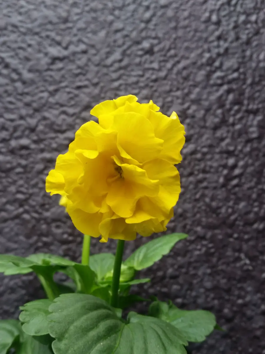 八重咲きのパンジー｜園芸日記by金子 明人｜みんなの趣味の園芸｜425938