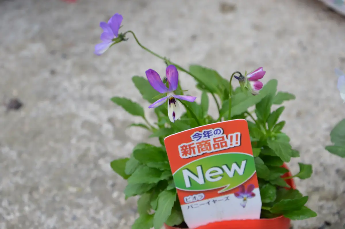 ビオラさまおまとめ2点♡ おかーしゃお迎えビオラ2023&2024Part❷No.26〜50｜🍀GreenSnap