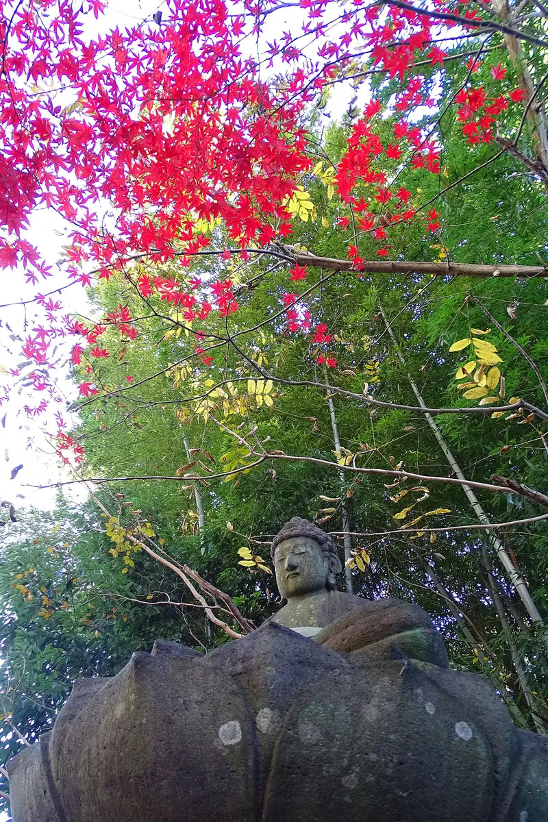 菩提樹の木の下で・・・。｜園芸日記byKite.com｜みんなの趣味の園芸 