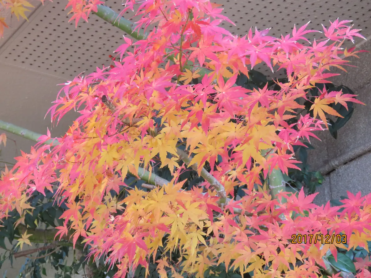 苔庭・イロハモミジの紅葉ふたたび｜園芸日記byくろのすけ（ミゾゴイ