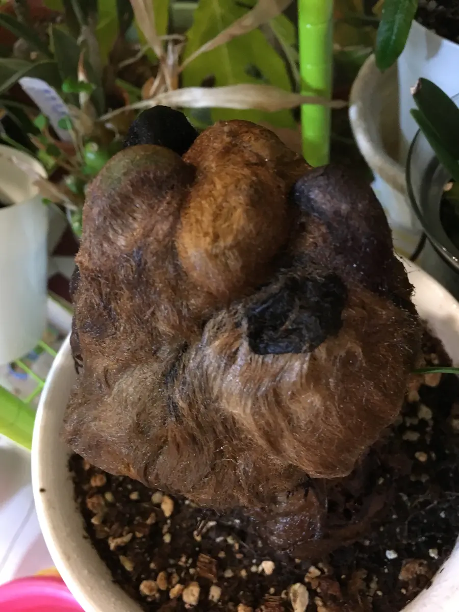 キンモコウ　2点おまとめ まとめ商品 リクエスト商品 2点 リクエスト2点 まとめ ZXまとめ